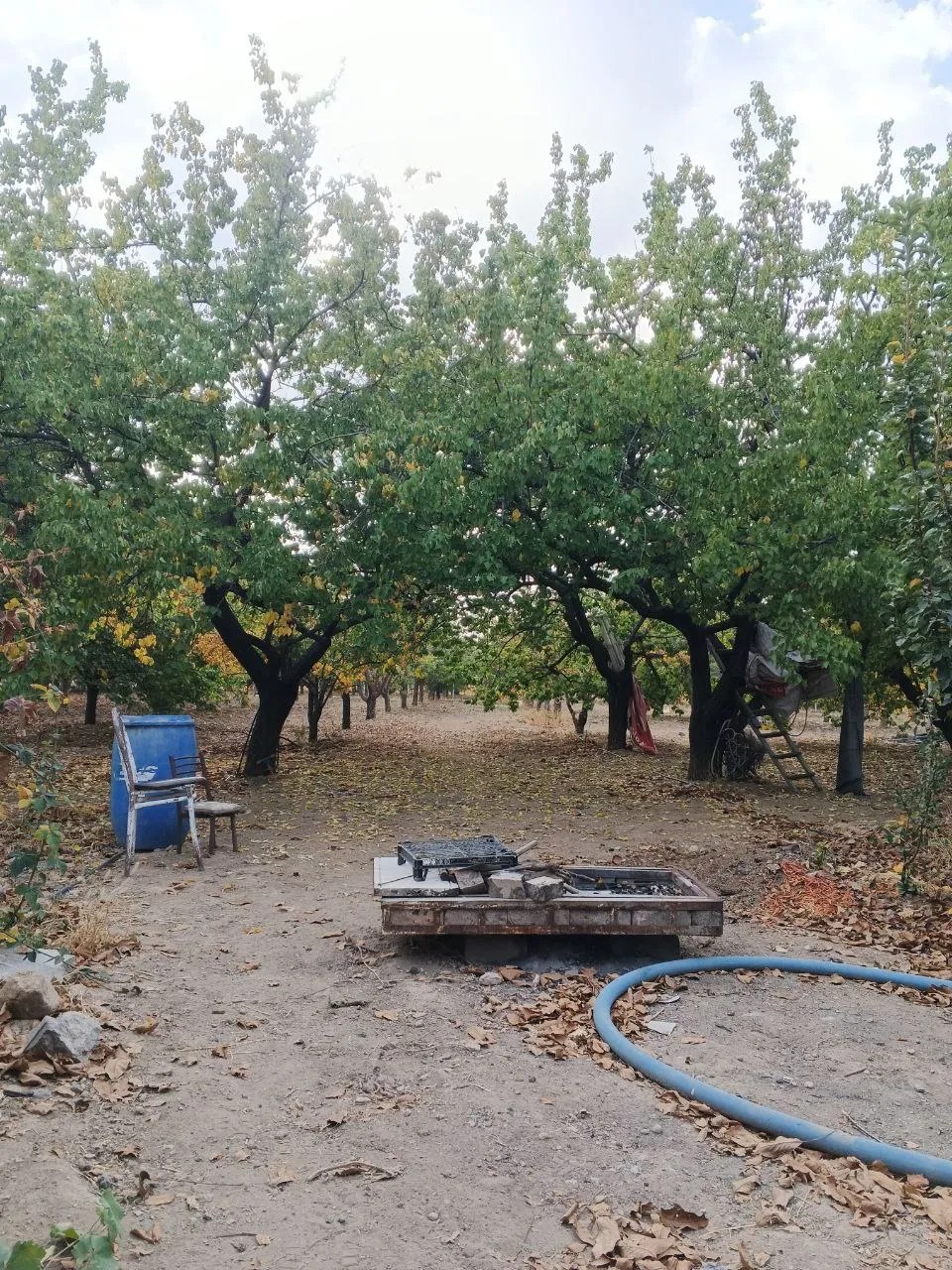 DEVELİ POLAT GAYRİMENKUL-GÜNEYAŞAĞI MAH. ASFALT YOLA SIFIR SATILIK ELMA BAHÇESİ